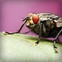 /album/rossijskaja-impjerija/photolia-a08-jpg/